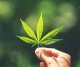 CBD Blatt